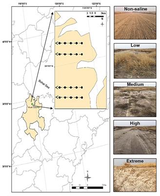 Soil Salinity Drives the Distribution Patterns and Ecological Functions of Fungi in Saline-Alkali Land in the Yellow River Delta, China